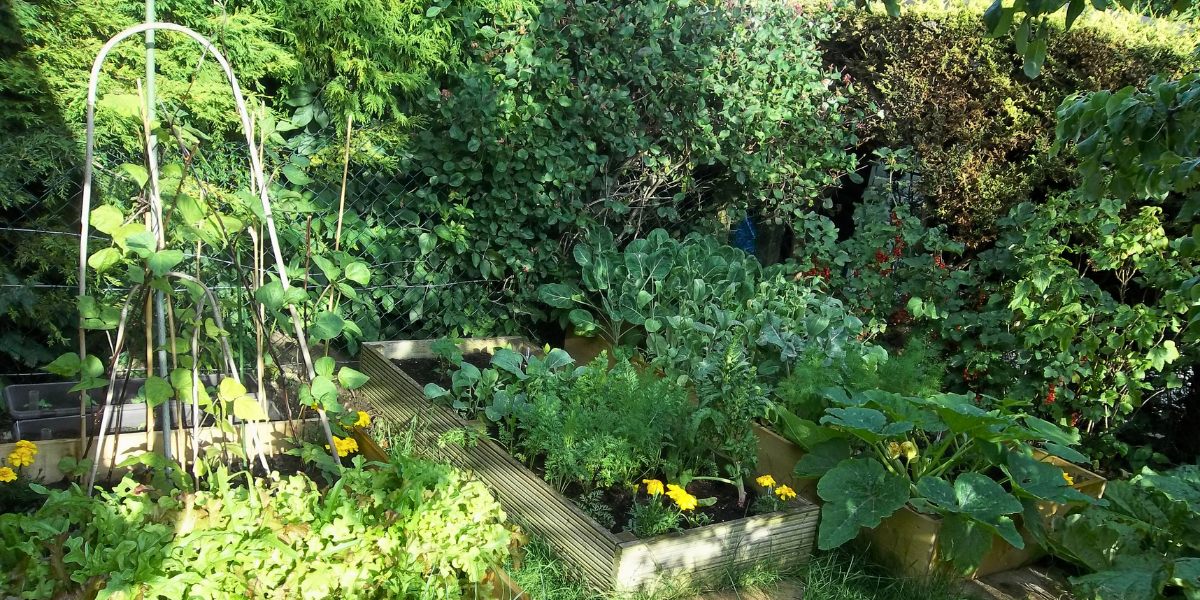 Lush allotment